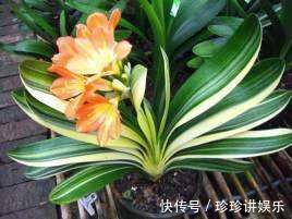 养护|山上的“这东西”,捡回来养护君子兰,轻松解决土壤板结问题!