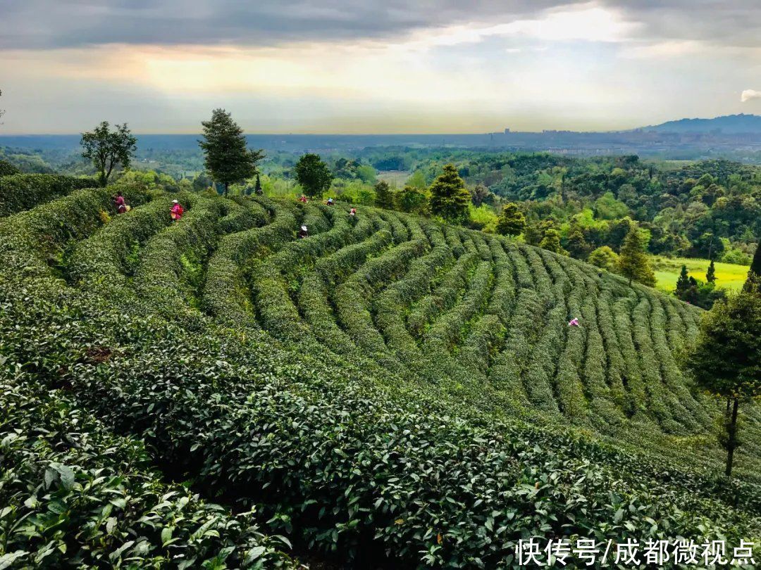 都江堰这片红枫林美炸了，趁着清明假期来打卡