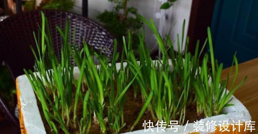 花土|解锁泡沫箱新去处：拿来养花，经济环保又实用