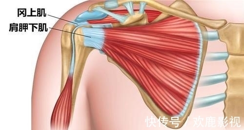 腘绳肌|要练好瑜伽下犬式,这些解剖要点你要知道!