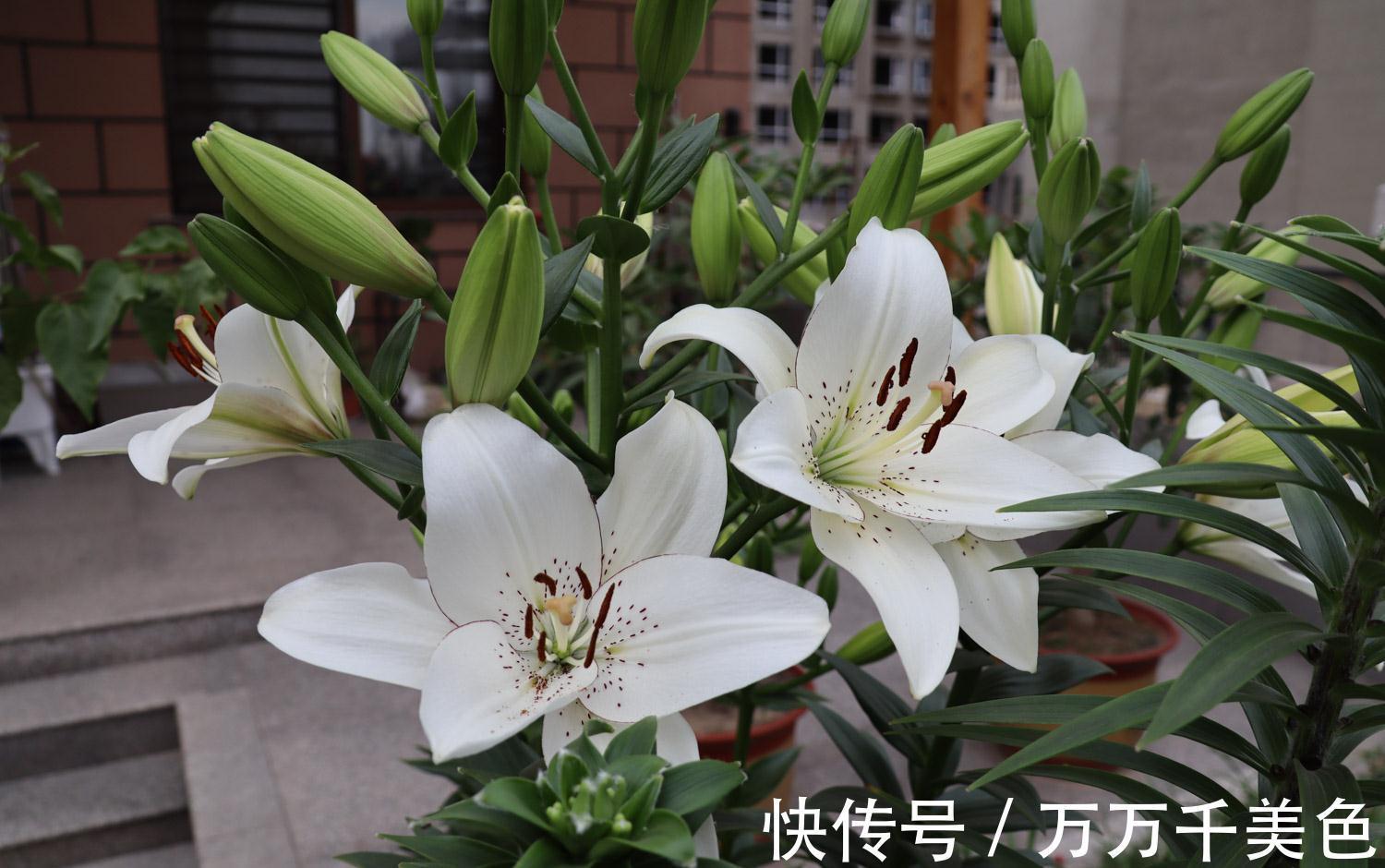 养花试试这几款,养护容易,好养又悦目的花草