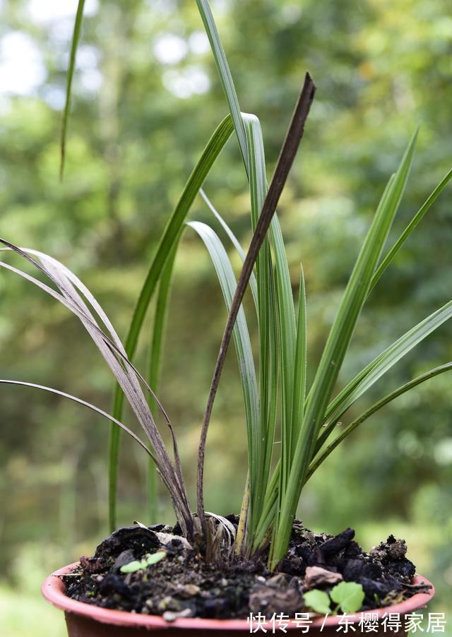 兰花茎腐病|兰花茎腐病和软腐病发生后,出现这种现象,就可以处理花盆了