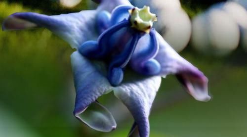  值得|开花最勤的3种花，一年开花多次，花色美丽，值得入手