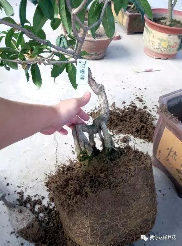 换盆不修根,等于白换,再怎么换也不好使!