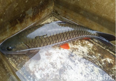 像极了草鱼,个头小却异常凶猛,钓鱼人的最爱,运气好才能钓到