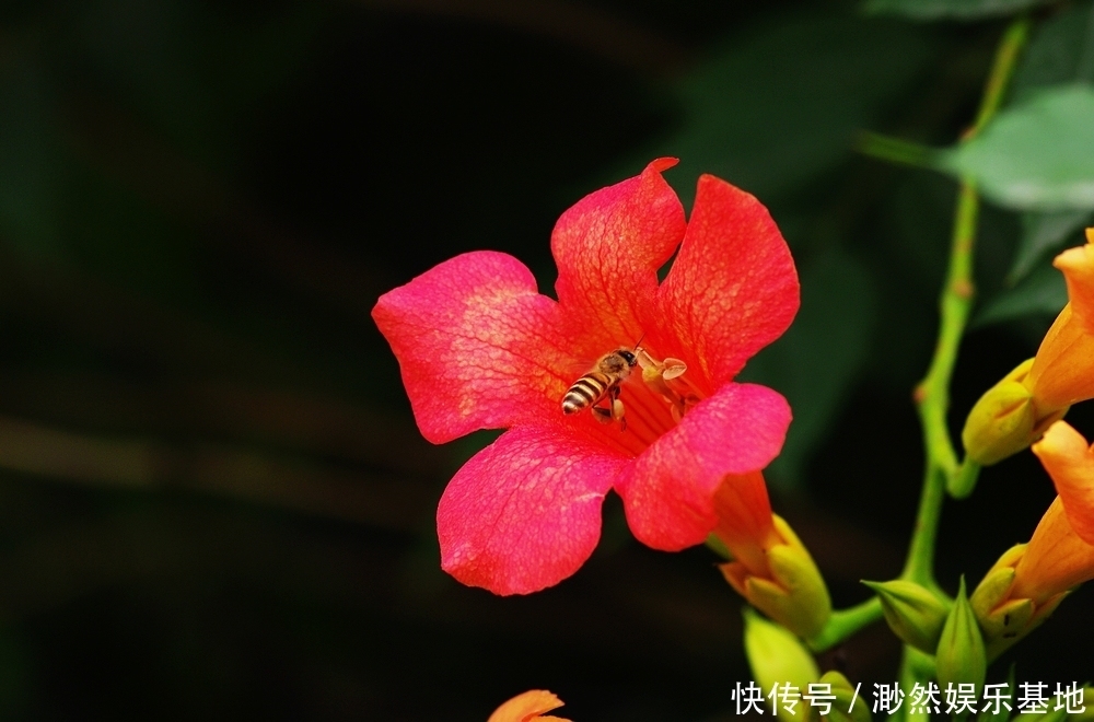 花卉|此花是声誉的象征，是对母亲的热情与爱，是理想的花卉