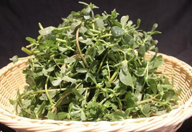 功效|马齿苋居然是“救命”的良药,究竟有哪些功效呢看完果断收藏