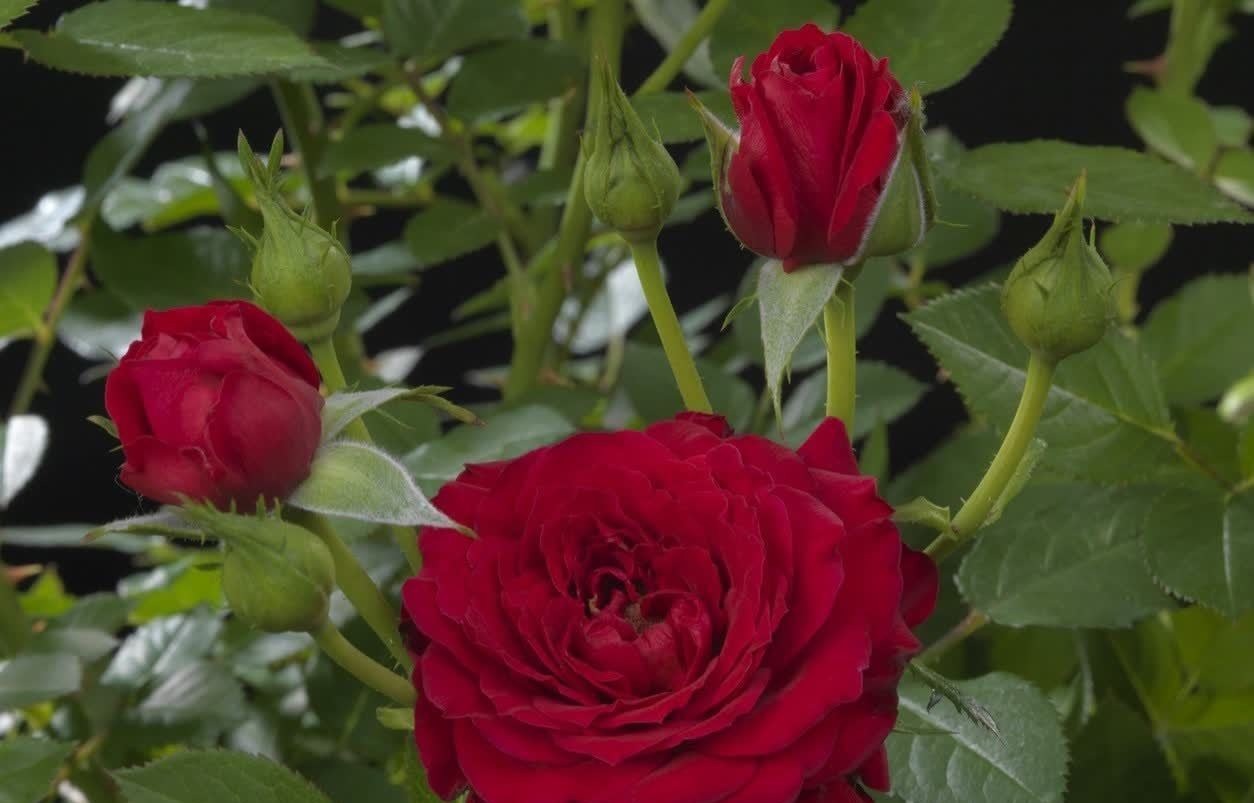 可爱迷人的3种花，美不输玫瑰，四季开花，种植容易，很值得入手