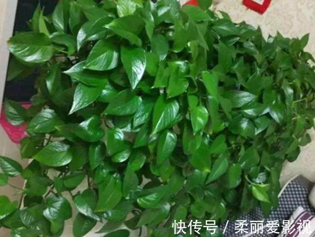 只要1样东西，保你的花从不烂根、黄叶，长得还比别人快10倍！