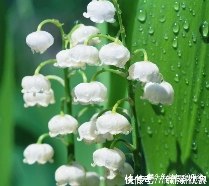 小铃铛|此花花姿绰约，宛如一串串洁白的小铃铛，散发着阵阵清雅的芳香