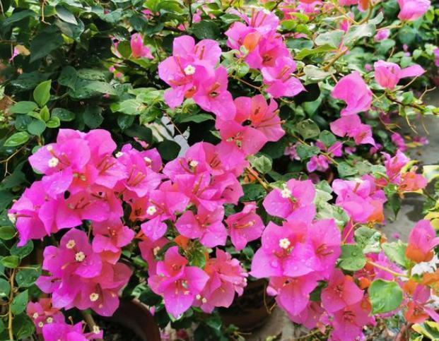 修剪三角梅,记住“3字口诀”,侧芽多,花苞多,开花爆盆很简单