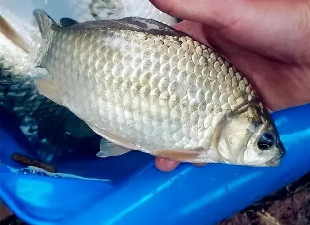 冬季最管用的开饵水,新钓友学会这几种,鱼获直接翻倍