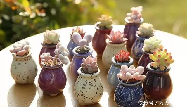 多肉饿着养,个个土肥圆,越矮越小越值钱
