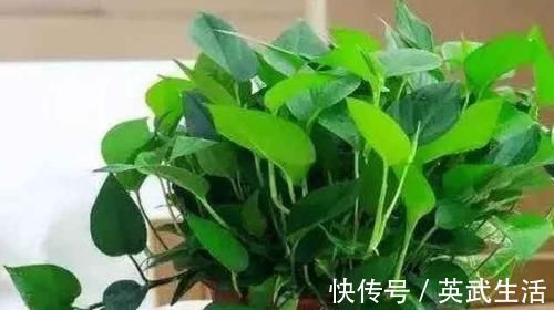 酒鬼|4种花是花中“酒鬼”，每月喝两杯，根壮叶肥厚，还能多开花