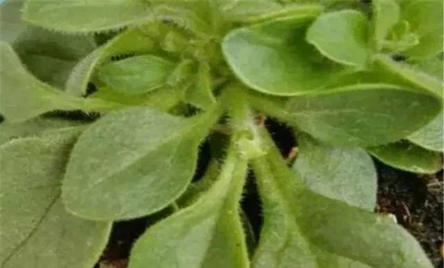 长寿月季花后赶紧剪一刀,剪完就开花,一直剪一直开!