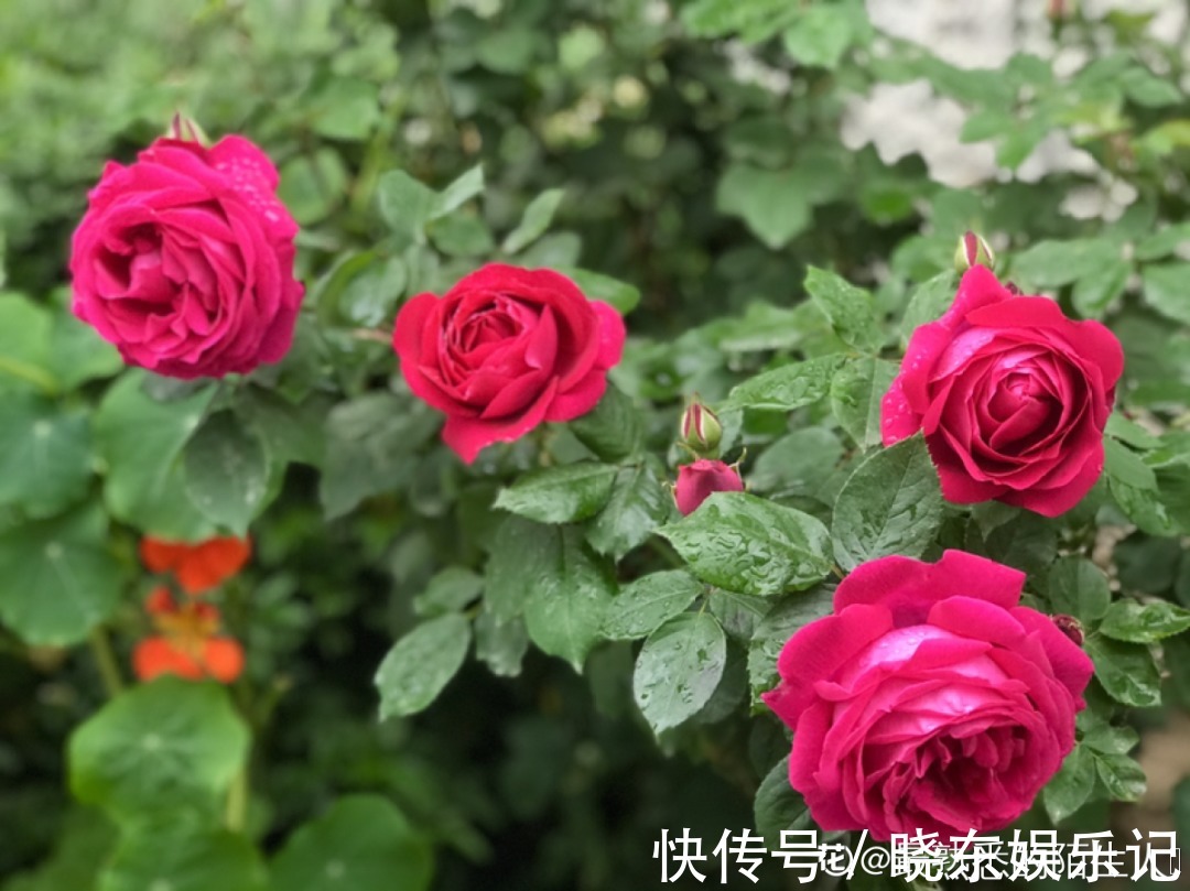 超实用的催花小技巧，效果太好，家里的花想开几次开几次！