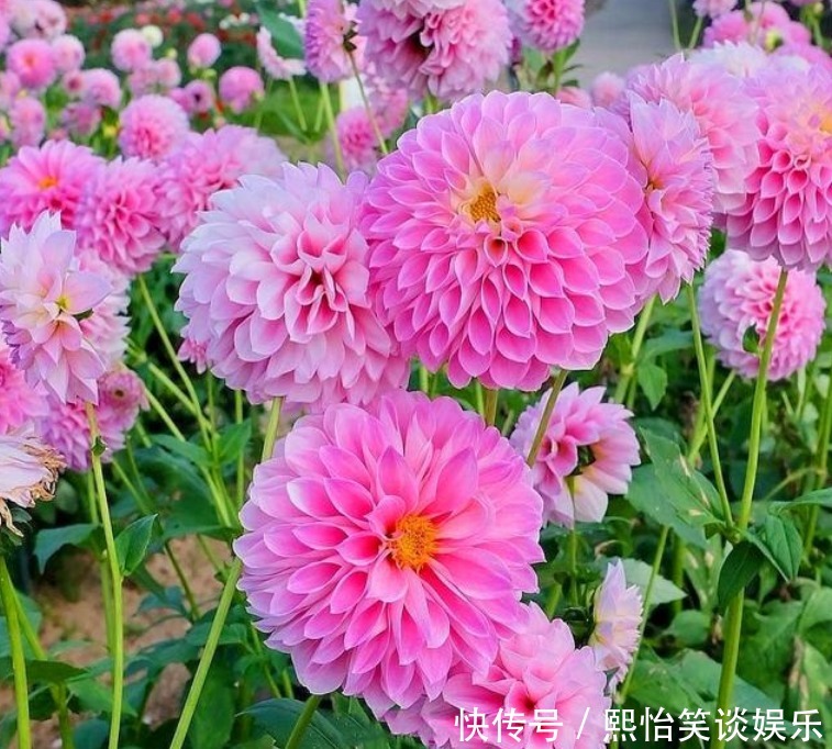 财运|养花就养3种花,家里养一盆,开花漂亮财运来,一养就上瘾