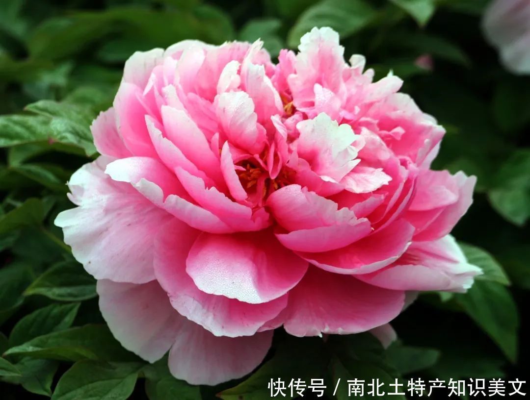 花蕊|牡丹花蕊茶:此茶只应天上有