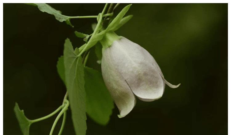 树林下一种金钱豹花,名字强势,体积娇小,殊不知,是种名贵草药