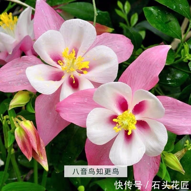  仙气|名字叫做“耧斗菜”，花朵却又“仙气飘飘”，今年的网红花