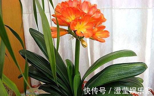 油烟机|养君子兰，盆边埋上几粒“豆”，比啥“废油”都靠谱，叶肥根系壮
