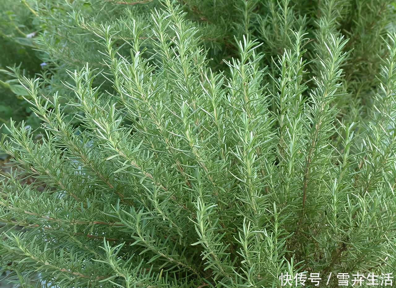 自带“体香”的盆栽，家里养一盆，四处清香，好吃又好养