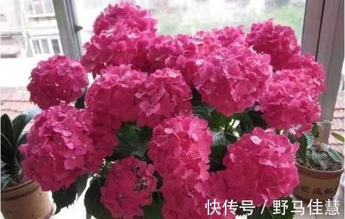 鸡蛋壳养花，用好了才是花肥，用不好，养一盆死一盆！