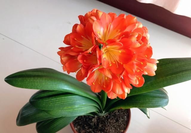 12月君子兰要“富养”，2个关键达到，3个基础做好，轻松开花