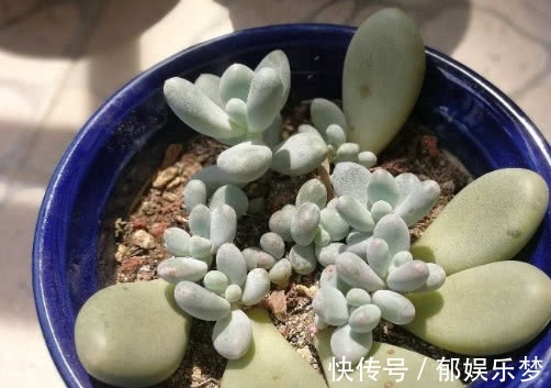 多肉桃美人怎么叶插教你3个小步骤,桃美人生根极快越长越旺盛