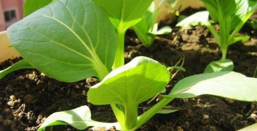  金针菇|5种火锅菜养阳台，长得快、味道香吃火锅随摘随涮，超方便