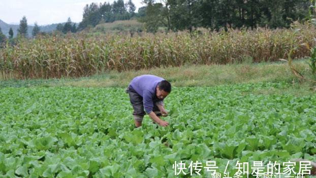 保存白菜其实很简单,教您2招,放半年照样新鲜,真的是太实用了