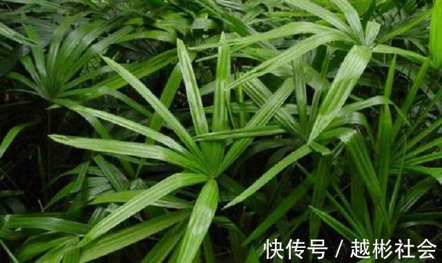 此竹最适合栽种在家,是顶级观赏盆景,做好3点,让它轻松长茁壮