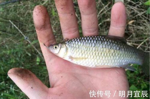 鱼类|它是钓鱼人讨厌的小杂鱼，过去泛滥成灾，现在一斤十几块