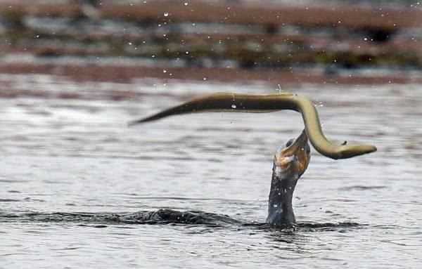 被日本人称为“水中人参”,一生只繁殖一次,上百元一斤也不愁卖