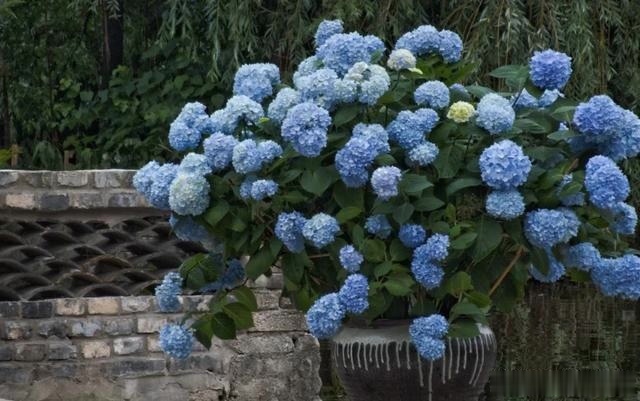 圆滚滚的绣球，瀑布般的花墙，这届花友也太会种花了吧