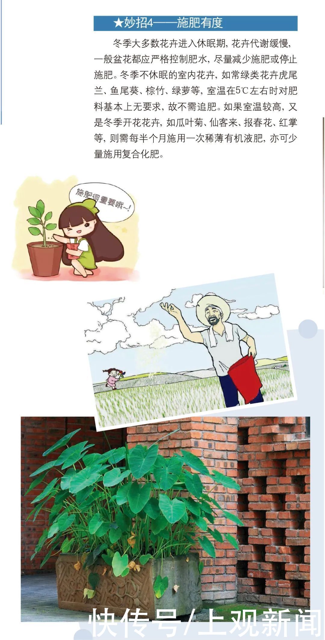  收下|冬天越来越近，家中花花草草怎么养护？请收下这份攻略