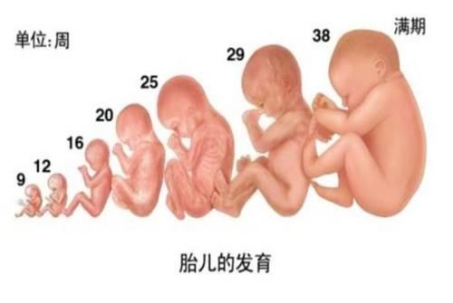 发育|胎儿的大脑发育,在娘胎里就有“高峰期”,孕妈要抓准时间赶紧补