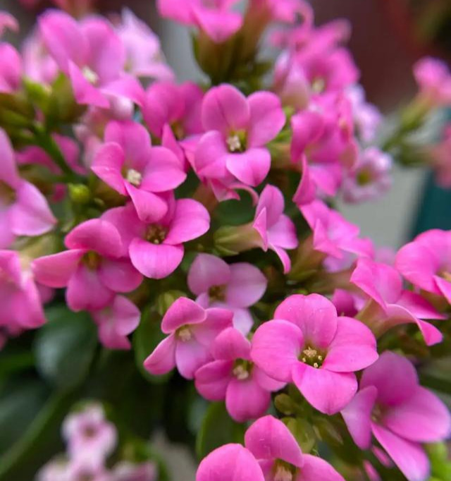 品种|75个长寿花品种,一个比一个美,一起来认识一下吧!