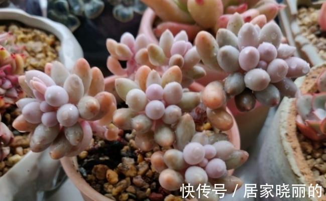 夏季|多肉婴儿手指养出状态叶色粉嫩不输桃蛋，但度夏也是老大难