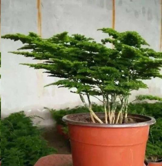 文竹|文竹与云竹有什么区别做好这两点,居然发现没区别