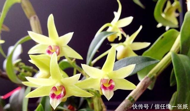 被称为“九大仙草”之首,浑身都是宝,营养价值高,优雅不输兰花!