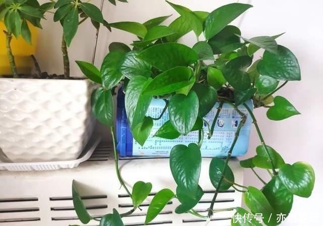 尿素|家里绿萝叶子暗淡无光，尝试一种小方法，叶子个个亮晶晶！