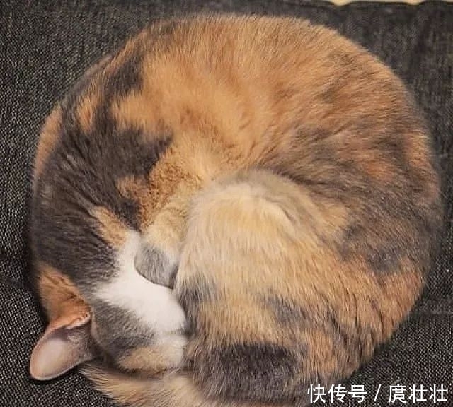 一大|这里有一大波新鲜的猫饼,有人想要的吗?