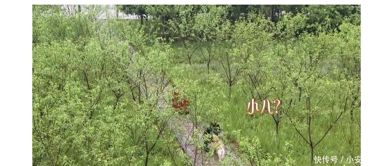 王迅|向往的生活:杨紫录节目不想走原因很真实,奥特曼谜团解开很有趣