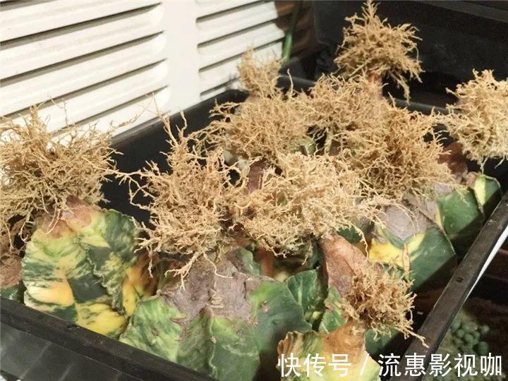 10个养花的坏习惯,赶紧改,不然真是浪费钱!