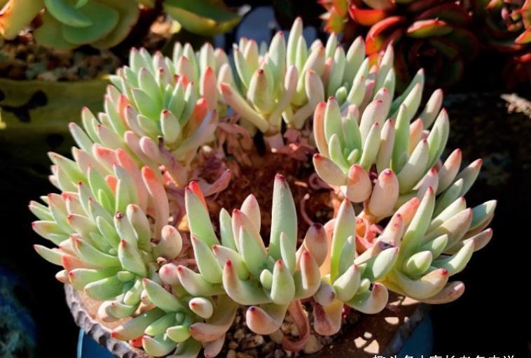 叶片|多肉爱杜丽丝好不好度夏?如果你像我这样养的话,那度夏自然不难