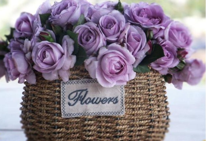 三个国外培育出来的月季，花朵颜色十分鲜艳，而且抗病性能非常强