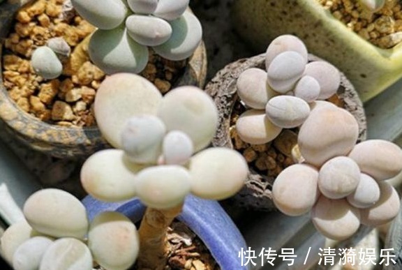 多肉|多肉长势差给它喂上“大补肥”,叶片肥又嫩,爆盆不难