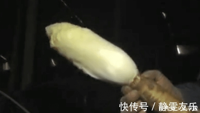 告知删除|农民种植“见不得光”的蔬菜,在欧洲很火,价格贵但味道不如白菜