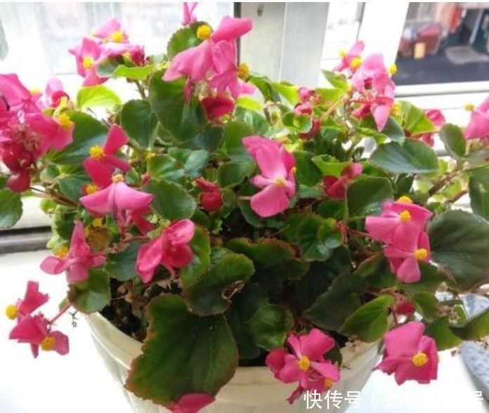 4种花最适合懒人养,花朵小巧玲珑,花叶俱美